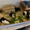 6 Female Guinea Pigs searching for a new home