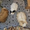 3 bonded females for rehoming