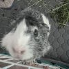 Rehoming Cute 2 yr male salt/pepper guinea