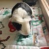 6 Female Guinea Pigs searching for a new home