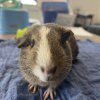 Four Young Guinea Pigs for rehoming