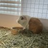 Rehoming 3 female guinea pigs - Bonded Trio