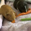 2 sweethearts guinea pig who need a home