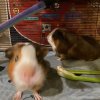 Two Sweet Guinea Pig Girls