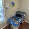 Male Guinea Pig looking for new home