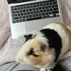 6 Male Guinea Pigs