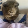 Two males with cage. Bonded duo.
