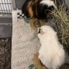 2 Male Guinea Pigs for sale Ludo and Willow