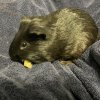 Two Male 3 year old Bonded Pair w/ cage