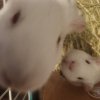 1.5 yr Old Albino Male Bonded Pair