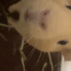 Four bonded female guinea pigs need rehomed