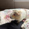 Female baby guinea pigs , shy but loving