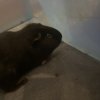 Rehoming two male Guinea pigs