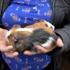 Rehoming my 2 female guinea pigs, sisters