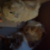 2 male guinea pigs