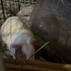2 year old female and 5 week old male Guinea