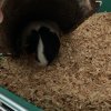 Guinea pigs for sale. 1 female 1 male