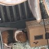 Two Male Bonded Guinea pigs