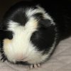 Female Bonded Pair- Oreo and Chip