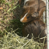 Two female guinea pigs needing a new home