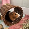 Single Male Guinea Pig Looking For New Home