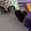 2 Male Guinea Pigs with cage and accessories