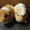 Rehoming 2-4 guinea pigs. 2 male and 2 female