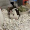 2 Female Bonded Young Guineas!