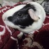 Guinea pigs to good homes