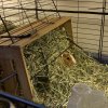 Peaches: Curious, Confident Female Piggie