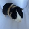 Adult male guinea pig for rehoming