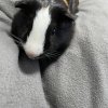 Two male guinea pigs