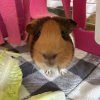 2 Bonded Female Guinea pigs - 3 &amp;amp; 4 years old