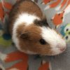 Female Guinea Pigs