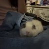 Three year old male Guinea Pig