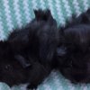 Adorable Baby Guinea Pigs (4 weeks old)
