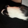 Rehoming baby Guinea Pig(3weeks)