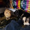 2 male guinea pigs in need of a new home
