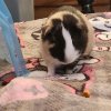 Gunea Pigs boys need a home