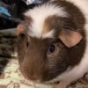 Multiple Piggies for Rehoming