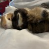 Three Young Female Guinea Pigs in Ottawa