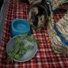 2 male guinea pigs