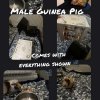 1 Male Guinea Pig, Cages,Accessories included