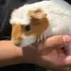 2 male guinea pigs