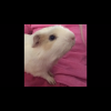 Neutered Male Guinea Pig