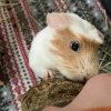 Two bonded female Guinea pigs