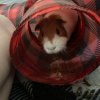 2 male Guinea pigs