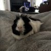 Two male guinea pigs