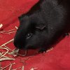 Rehoming two male Guinea pigs