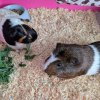 Two female guinea pigs, raised indoors